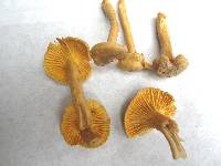 Cantharellus appalachiensis image