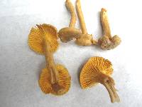 Cantharellus appalachiensis image