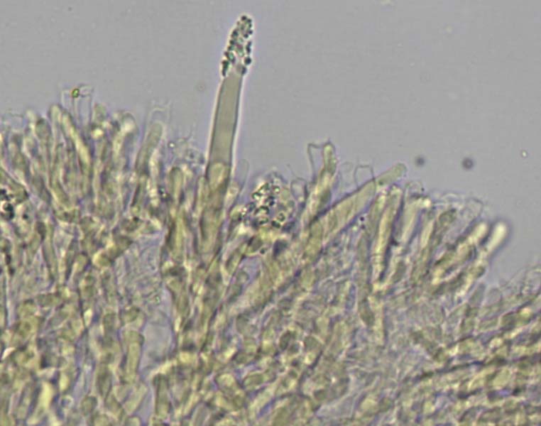 Phanerochaete sordida image