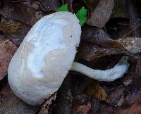 Austroboletus roseialbus image