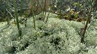 Cladonia subtenuis image