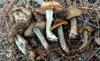 Entoloma vernum image