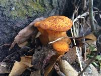 Omphalotus subilludens image