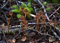 Cortinarius lanceolatus image