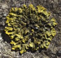 Xanthoria ulophyllodes image