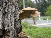 Pleurotus populinus image