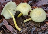 Leucocoprinus fragilissimus image