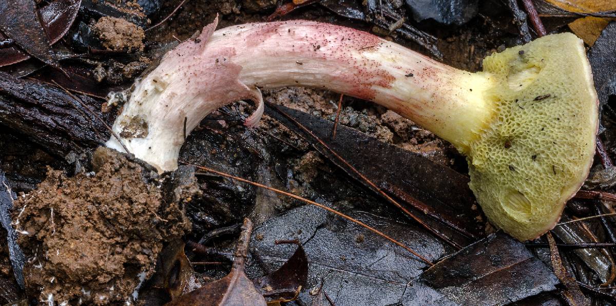 Boletellus obscurecoccineus image