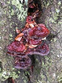 Ganoderma sessile image