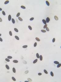 Parasola conopilea image