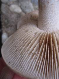 Hebeloma crustuliniforme image