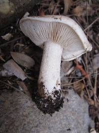 Hebeloma crustuliniforme image
