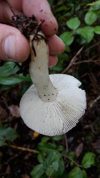 Russula bicolor image