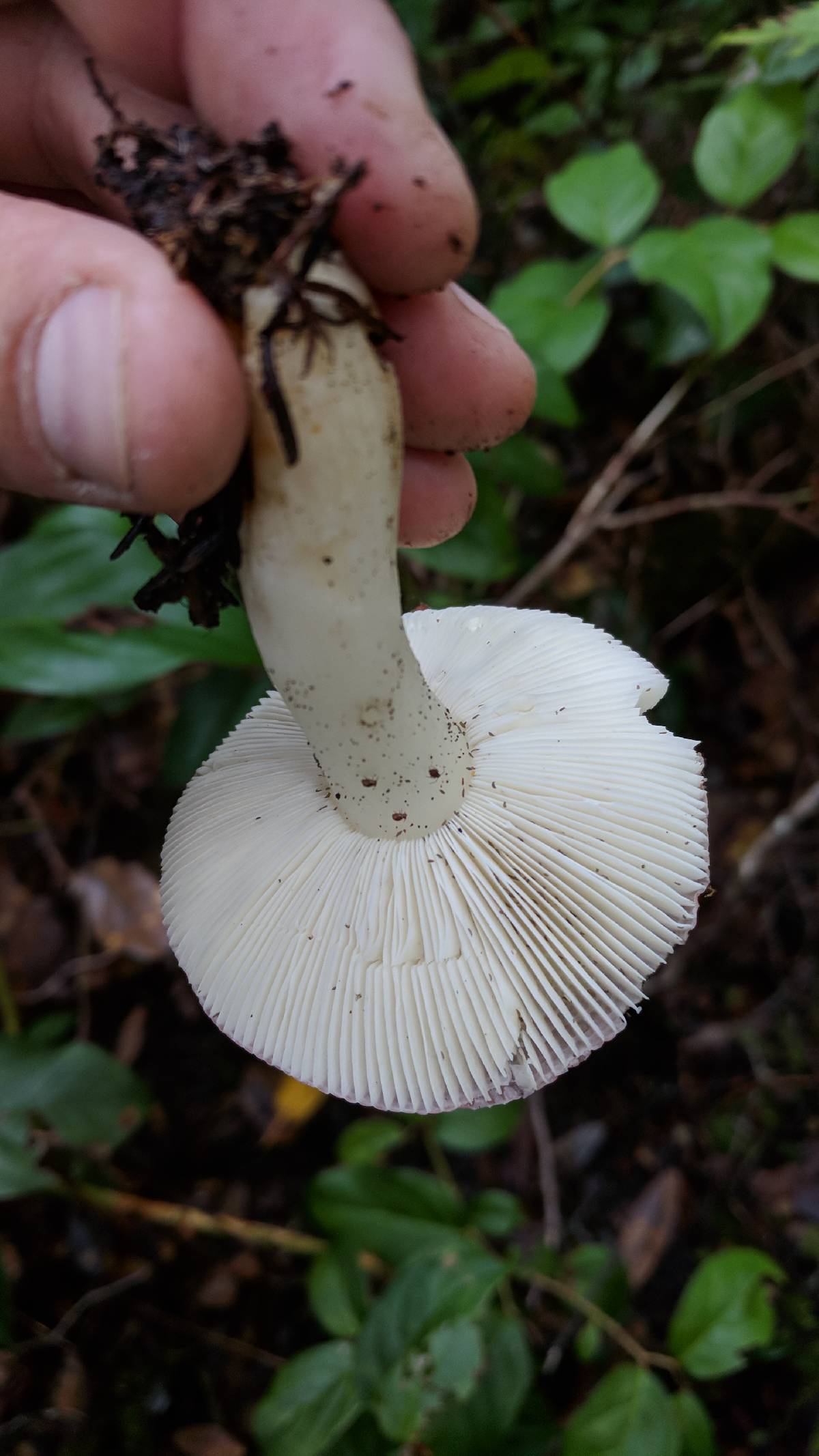 Russula bicolor image