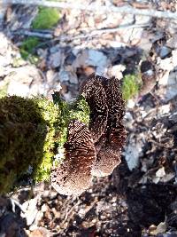 Daedaleopsis tricolor image