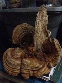 Ganoderma zonatum image