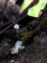 Mycena clavularis image