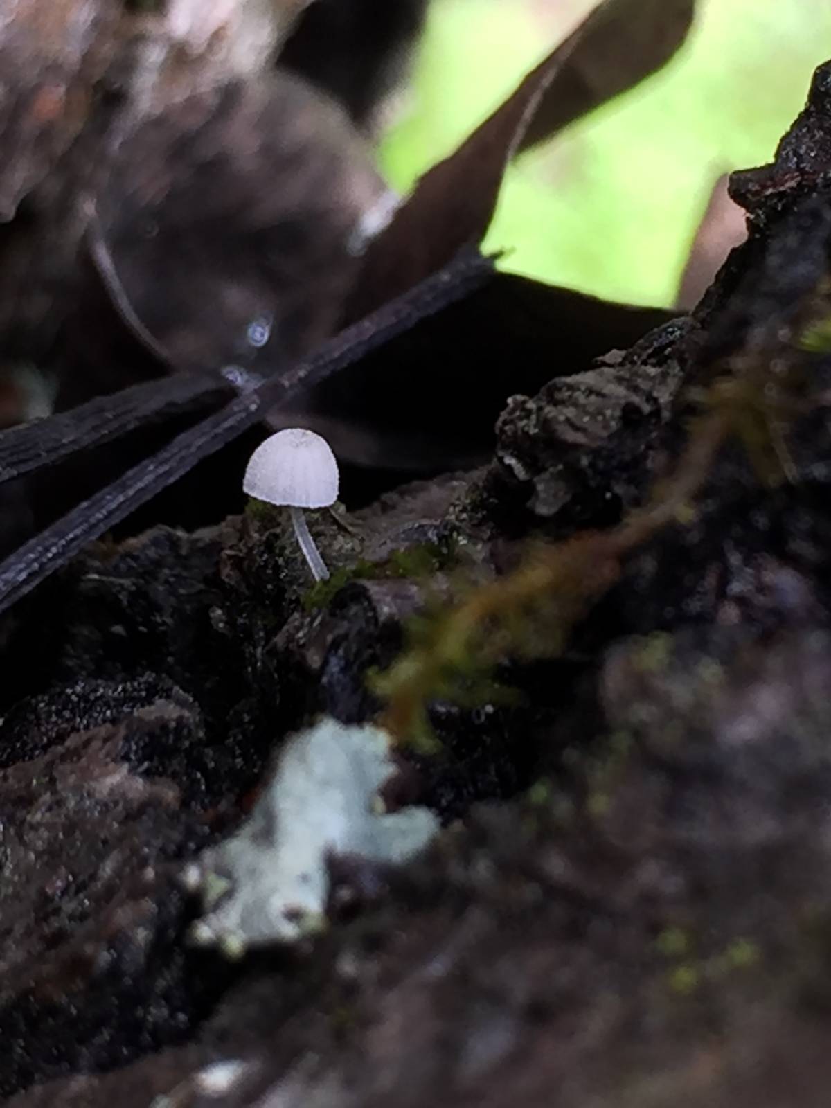 Mycena clavularis image