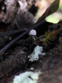 Mycena clavularis image