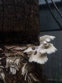 Pleurotus pulmonarius image