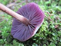 Laccaria amethystina image