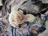 Lentaria micheneri image