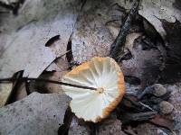 Marasmius siccus image