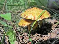 Suillus americanus image