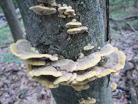 Trametes pubescens image