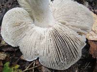 Tricholoma acris image