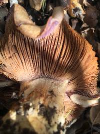 Cortinarius glaucopus image