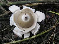 Geastrum triplex image