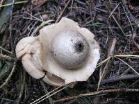 Geastrum triplex image