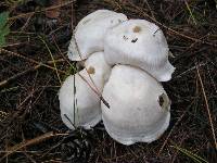 Clitocybe subconnexa image