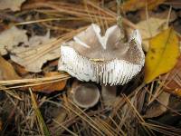 Tricholoma terreum image