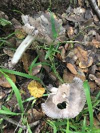 Amanita constricta image