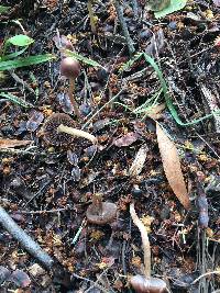 Psathyrella bipellis image