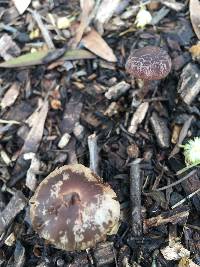 Psathyrella bipellis image