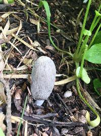 Coprinellus flocculosus image