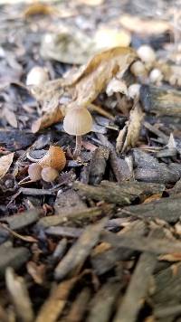 Mycena citrinomarginata image