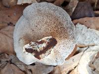 Trametes hirsuta image