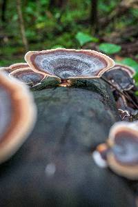 Microporus affinis image