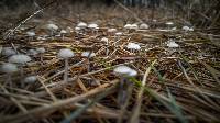 Mycena vulgaris image