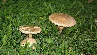 Amanita foetidissima image