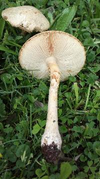 Amanita foetidissima image