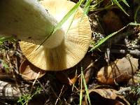 Russula albidula image