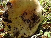 Russula albidula image