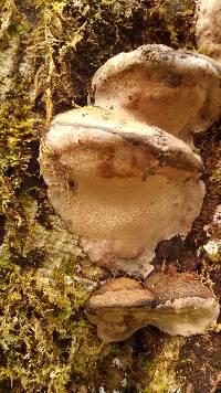 Phellinus igniarius image