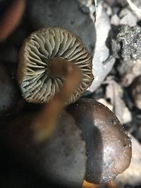 Lyophyllum anthracophilum image