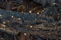 Xylaria cubensis image